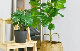 Tips Memilih Tanaman Besar Seperti Ketapang Biola Buat Pojok Ruang Tamu